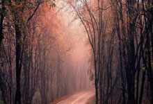 本赛季英超球员参与进球榜 萨拉赫第一哈兰德第二.